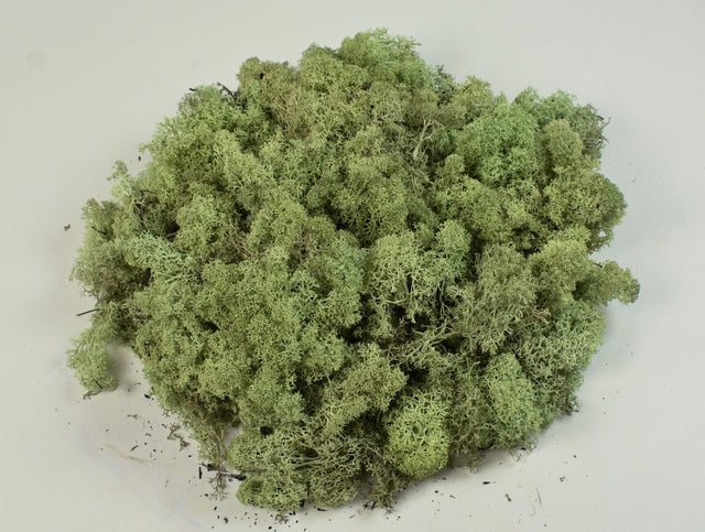 Image for Muschi Islanda verde brumat