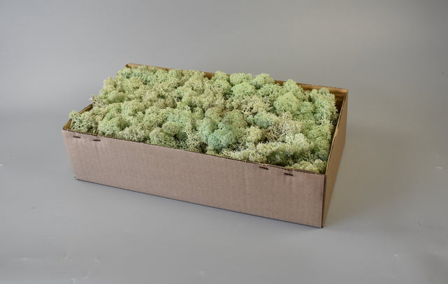 Image for Muschi Islanda 500gr verde brumat