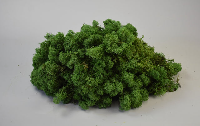 Image for Muschi Islanda verde mediu 0,25KG