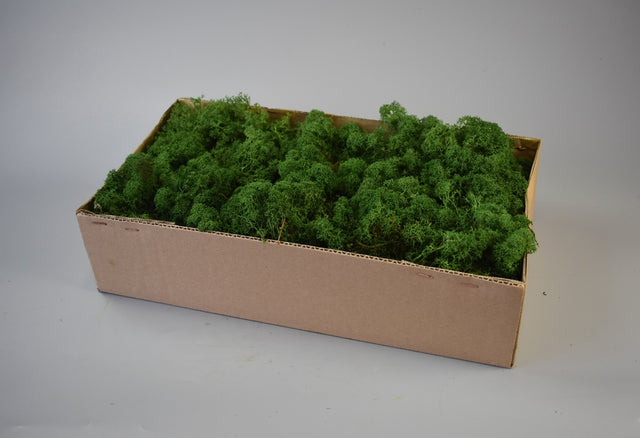 Image for Muschi Islanda 500gr verde mediu