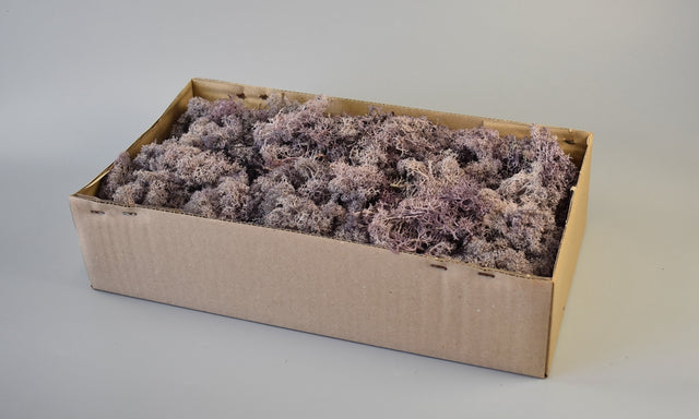 Image for Muschi Islanda mov