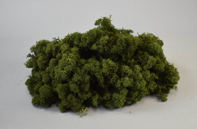 Image for Muschi Islanda verde muschi 0,25KG