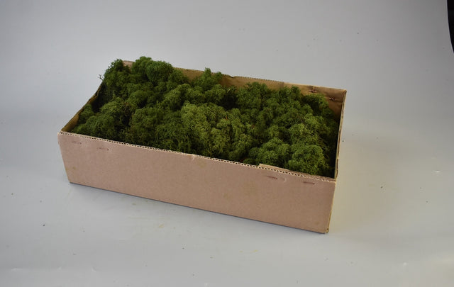 Image for Muschi Islanda verde muschi