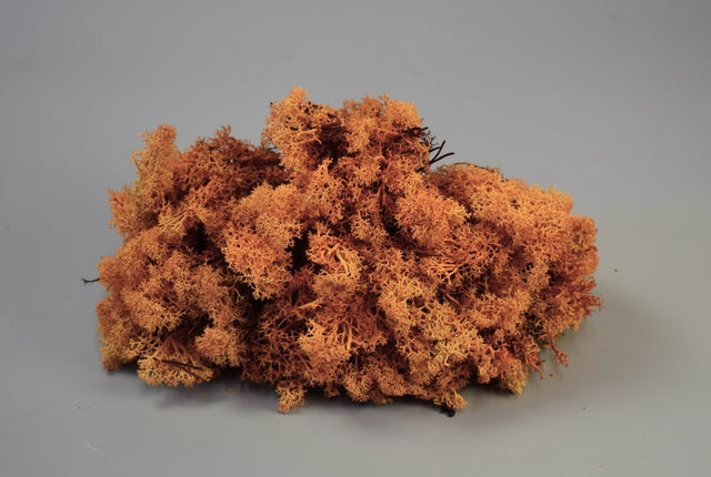 Image for Muschi Islanda 0.25kg portocaliu