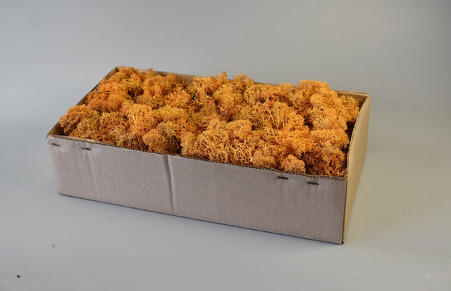 Image for Muschi Islanda 500gr. portocaliu