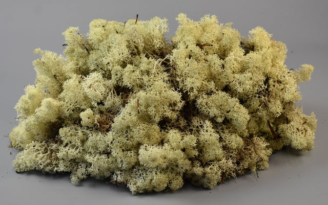 Image for Muschi Islanda 1kg natur