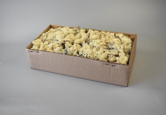 Image for Muschi Islanda 500gr natur