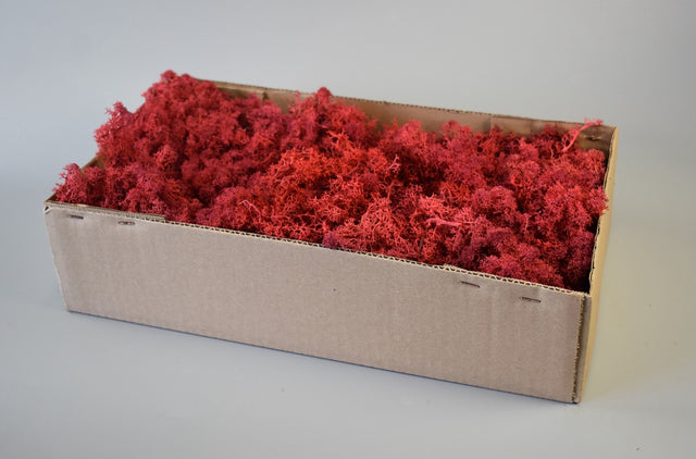 Image for Muschi Islanda rosu 500gr