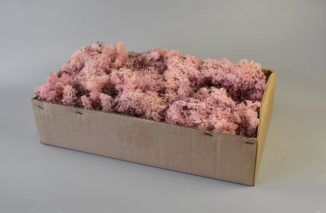 Image for Muschi Islanda roz 500gr