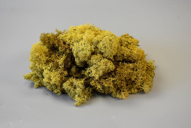 Image for Muschi Islanda galben 0,25kg