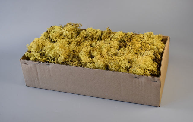 Image for Muschi Islanda galben 500gr