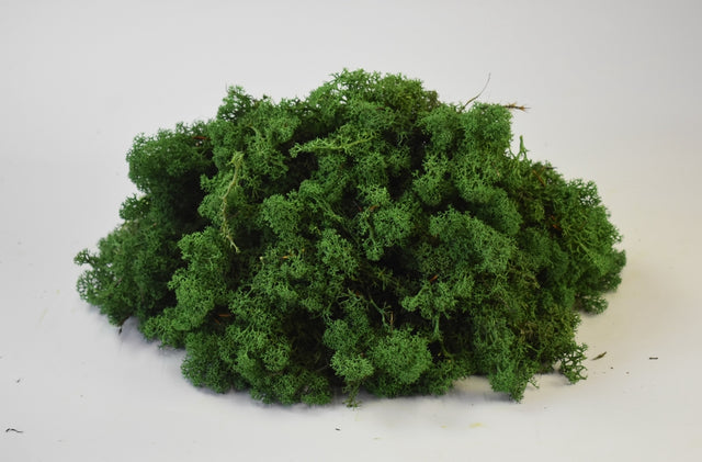 Image for Muschi Islanda verde inchis 0,25kg