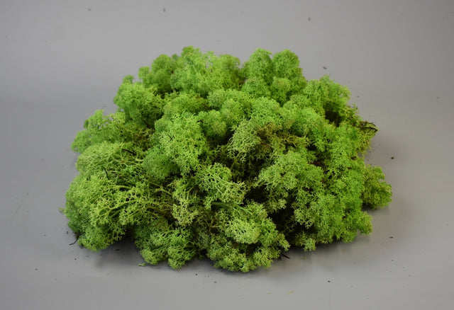 Image for Muschi islanda 1KG verde deschis