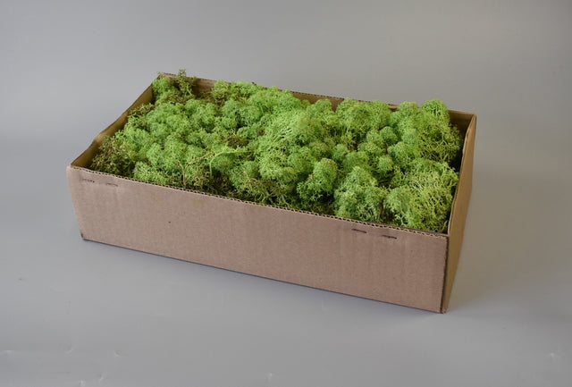 Image for Muschi Islanda 500gr verde deschis