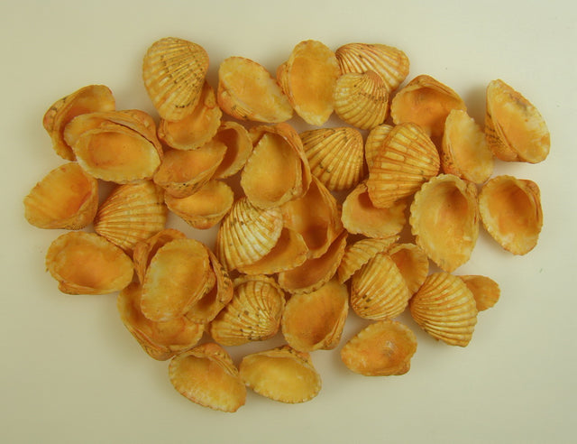 imagine produs Scoici 0,5kg Chippi-Szívkagyló 3-5cm mic portocaliu