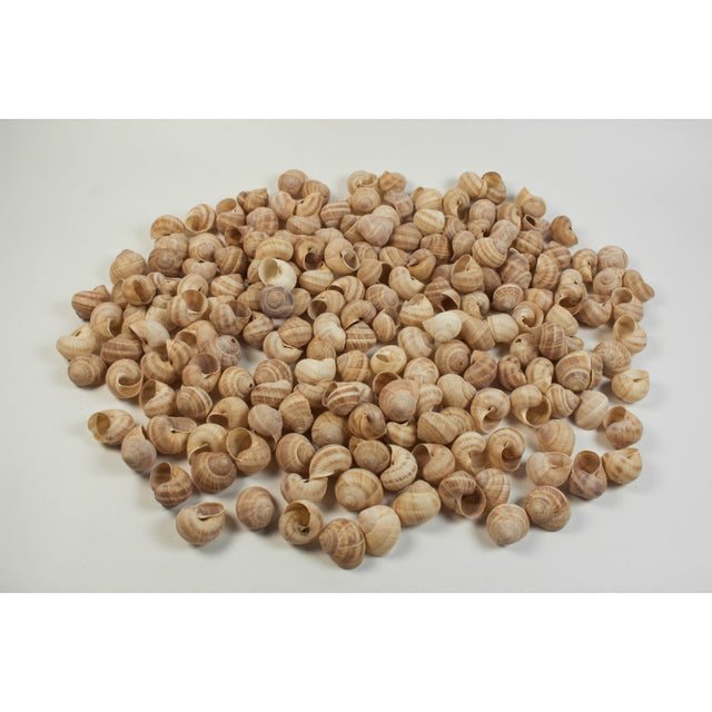 Scoici eticsiga natur 0,5kg