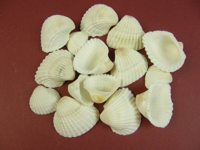 Image for Scoici Chippi Szivkagylo 2-3cm 1kg alb-nat