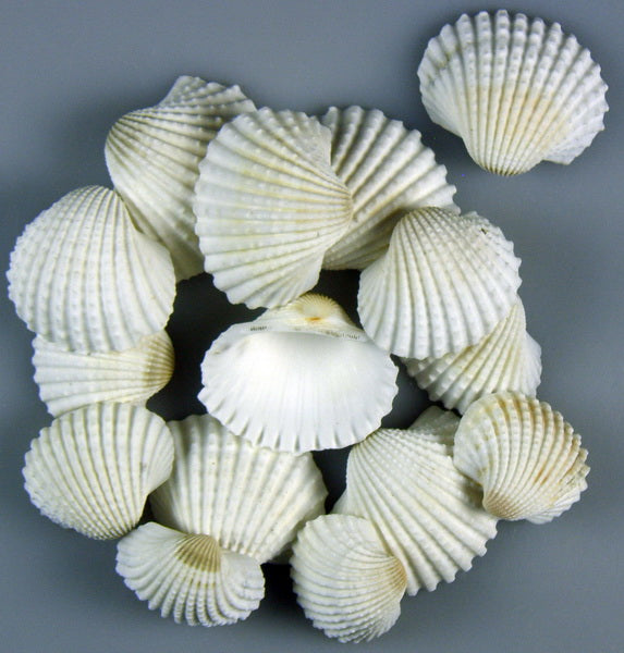 Image for Scoici Chippi-Szivkagylo 1kg 3-5cm mic alb