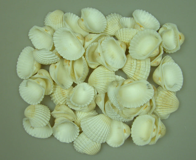 Image for Scoici Chippi-Szivkagylo mediu 1kg 5-7cm alb