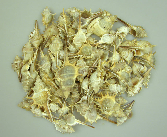 Image for Sc. Ausztral Fesukagylo 1kg natur