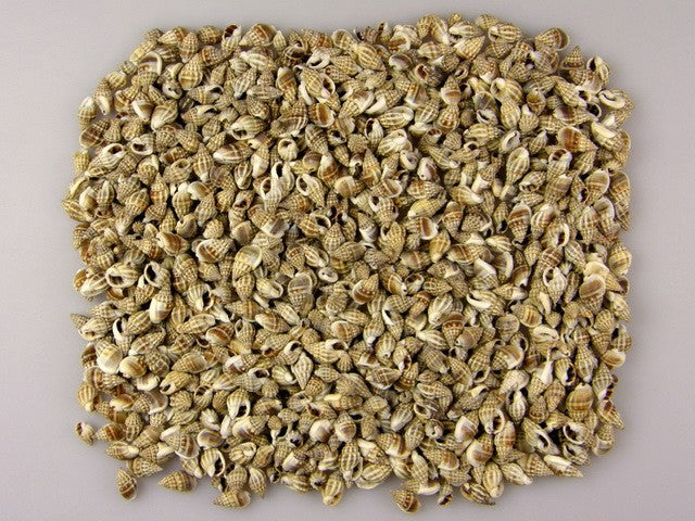 imagine produs Scoici Kaka natur 1kg