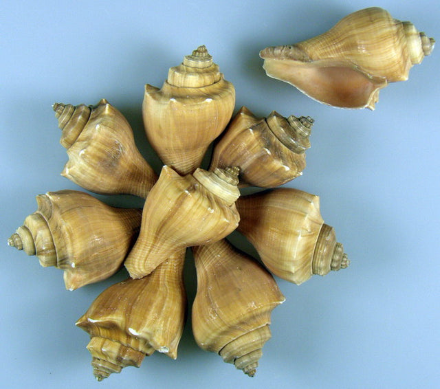 Image for Scoici 1kg Kortecsiga rosu nat.