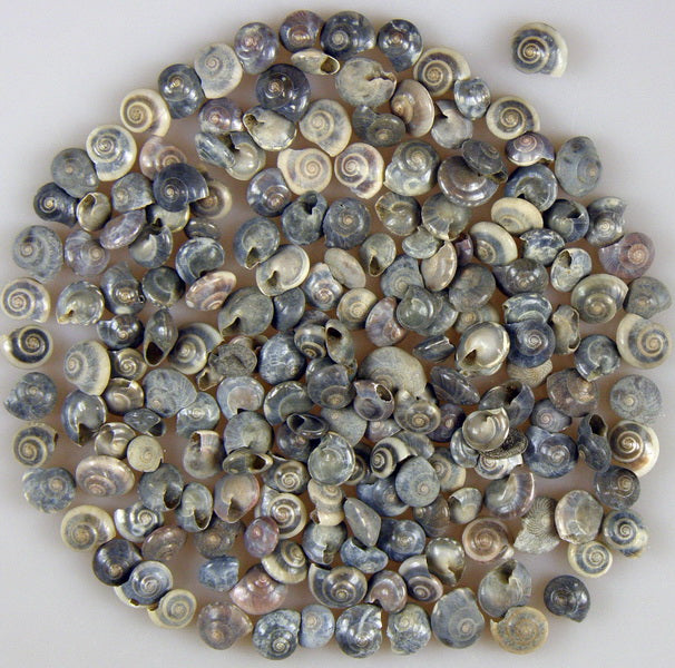 Image for Scoici Pambookan-Koldokcsiga 1kg negru natur