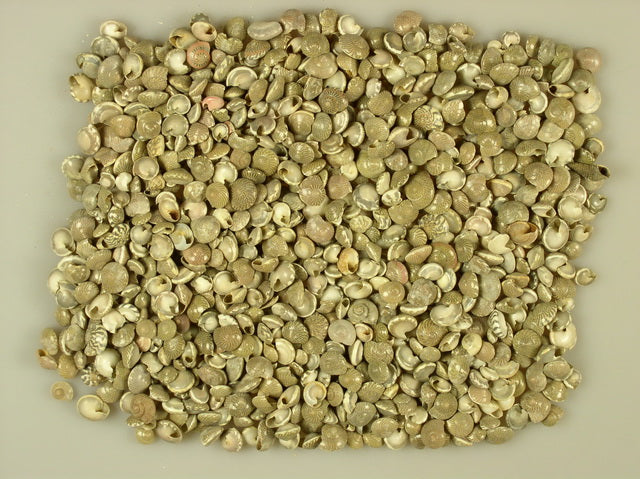 Image for Scoici Pambookan-koldokcsiga verde natur