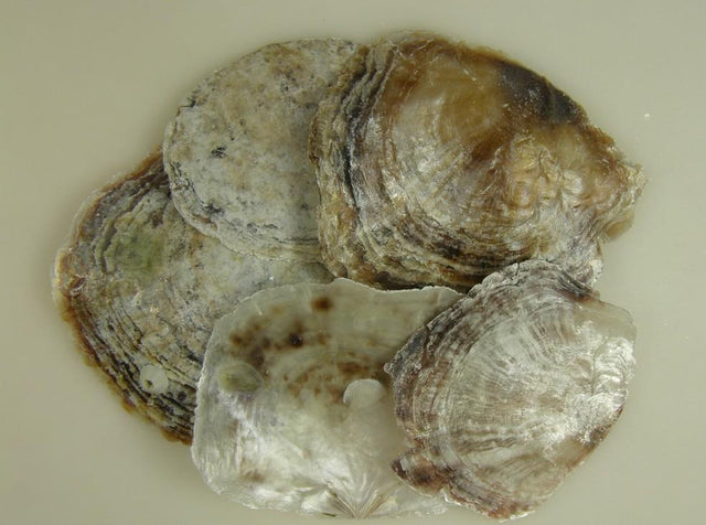 imagine produs Scoici Placenta 1kg mov natur