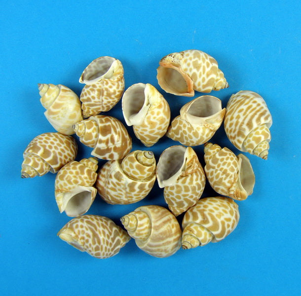 Image for Scoici Pura muttai-Babelcsiga 1kg natur