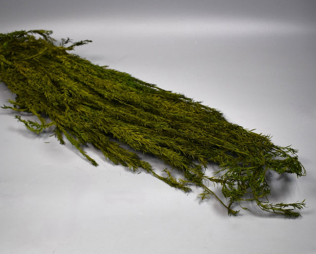 Image for Asparagus uscat 250gr verde deschis