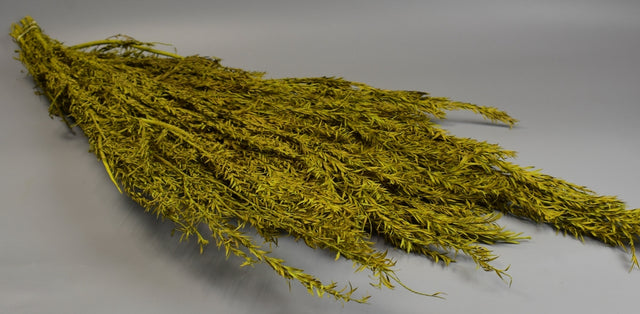 Image for Asparagus uscat 250gr cu chiciura verde oliv