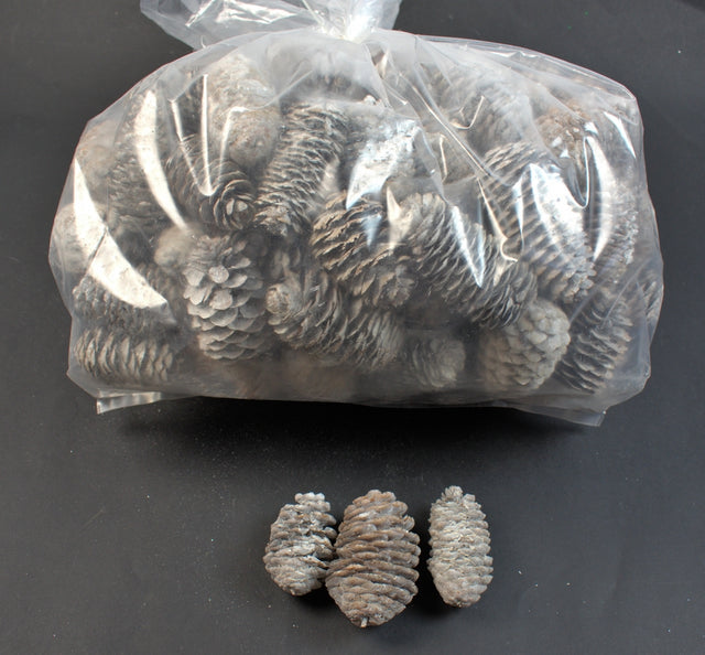 Image for Conuri chinezesc 5-6cm alungit inzapezit