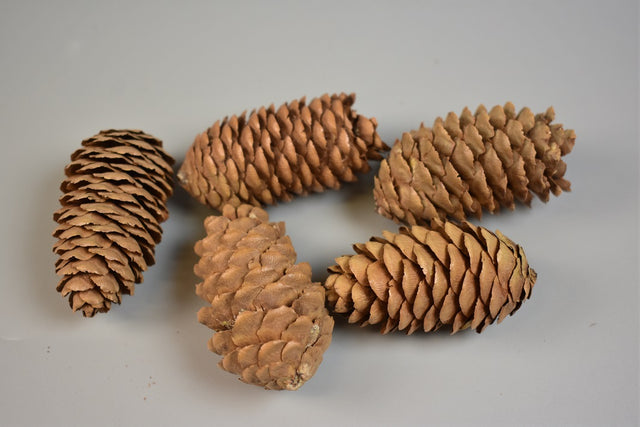 Image for Conuri chinezesc alungit 5-6cm 1kg natur