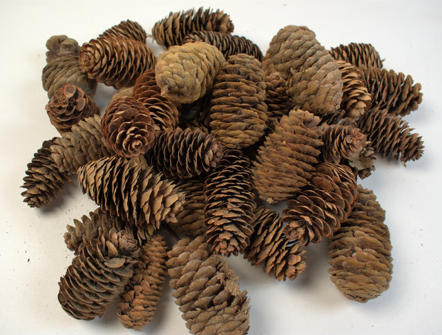 Image for Conuri chinezesc alungit 5-6cm 0,25kg natur