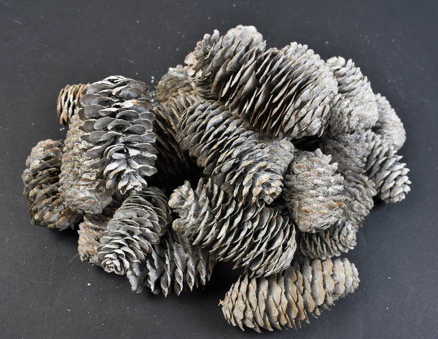 Image for Conuri chinezesc alungit 5-6cm 0,25kg cu chiciura