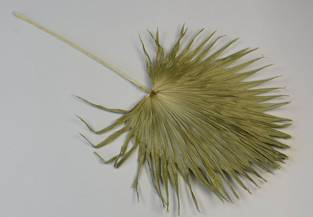 Image for Frunza palmier mic chinezesc natur