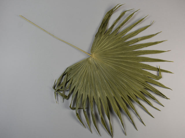 Image for Frunza palmier mediu chinezesc natur