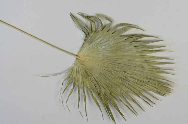 Image for Frunza palmier China mini natur