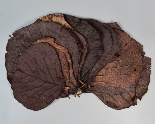 Image for Frunze cobra portocaliu