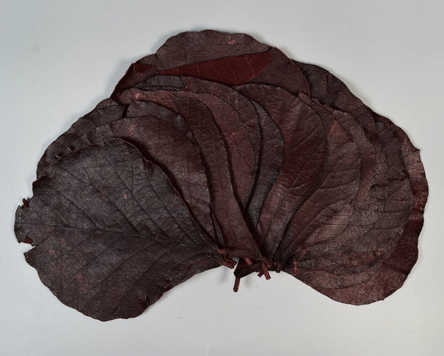 Image for Frunze cobra rosu