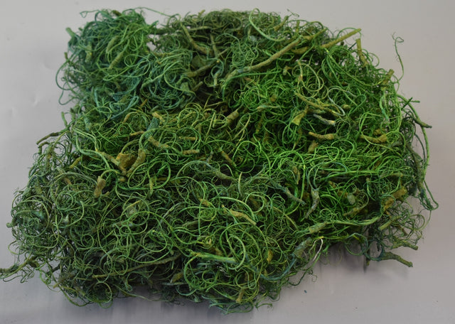 Image for Curly moos inalbit verde deschis