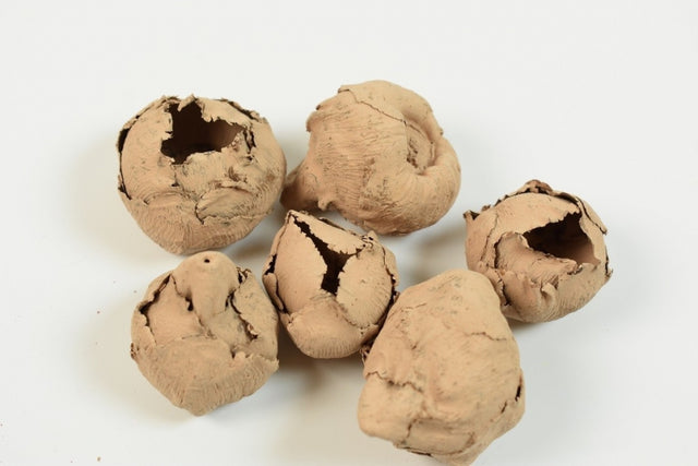 imagine produs Cocos mini vopsit