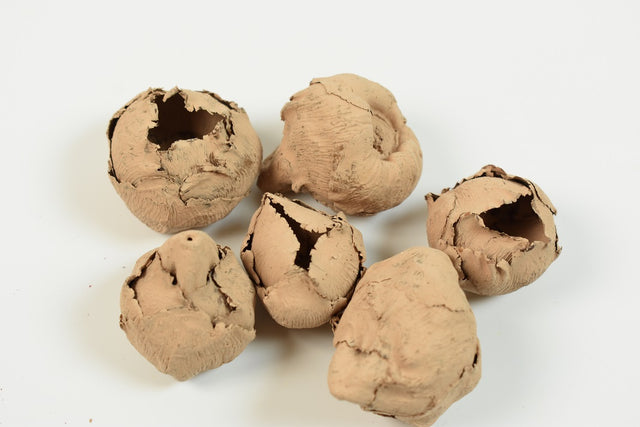 Image for Cocos mini vopsit cappuccino