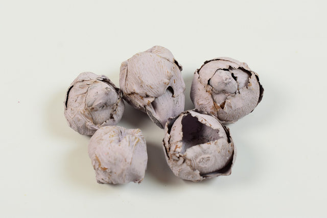 Image for Cocos mini vopsit mov