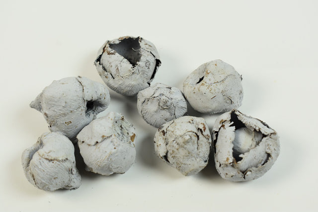 Image for Cocos mini vopsit albastru des.