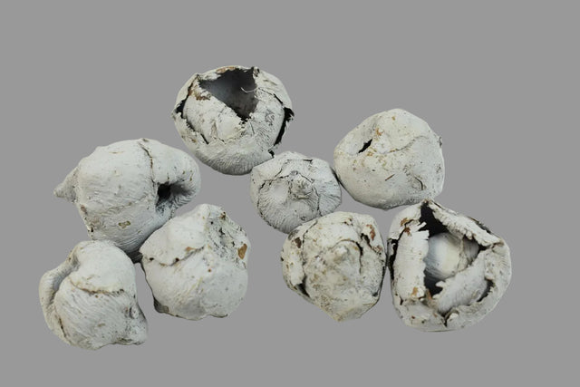 Image for Cocos mini vopsit albastru des.