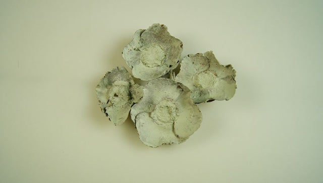 Image for Flori de cocos vopsit verde deschis