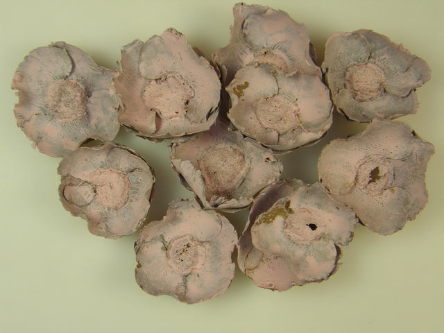 Image for Flori de cocos vopsit roz