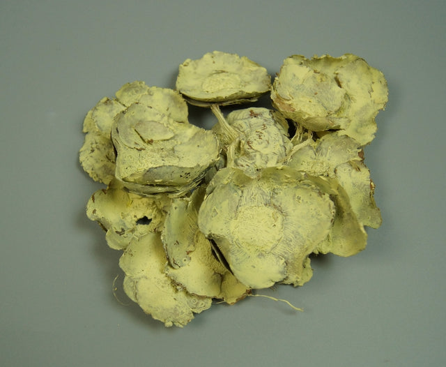 Image for Flori de cocos vopsit galben